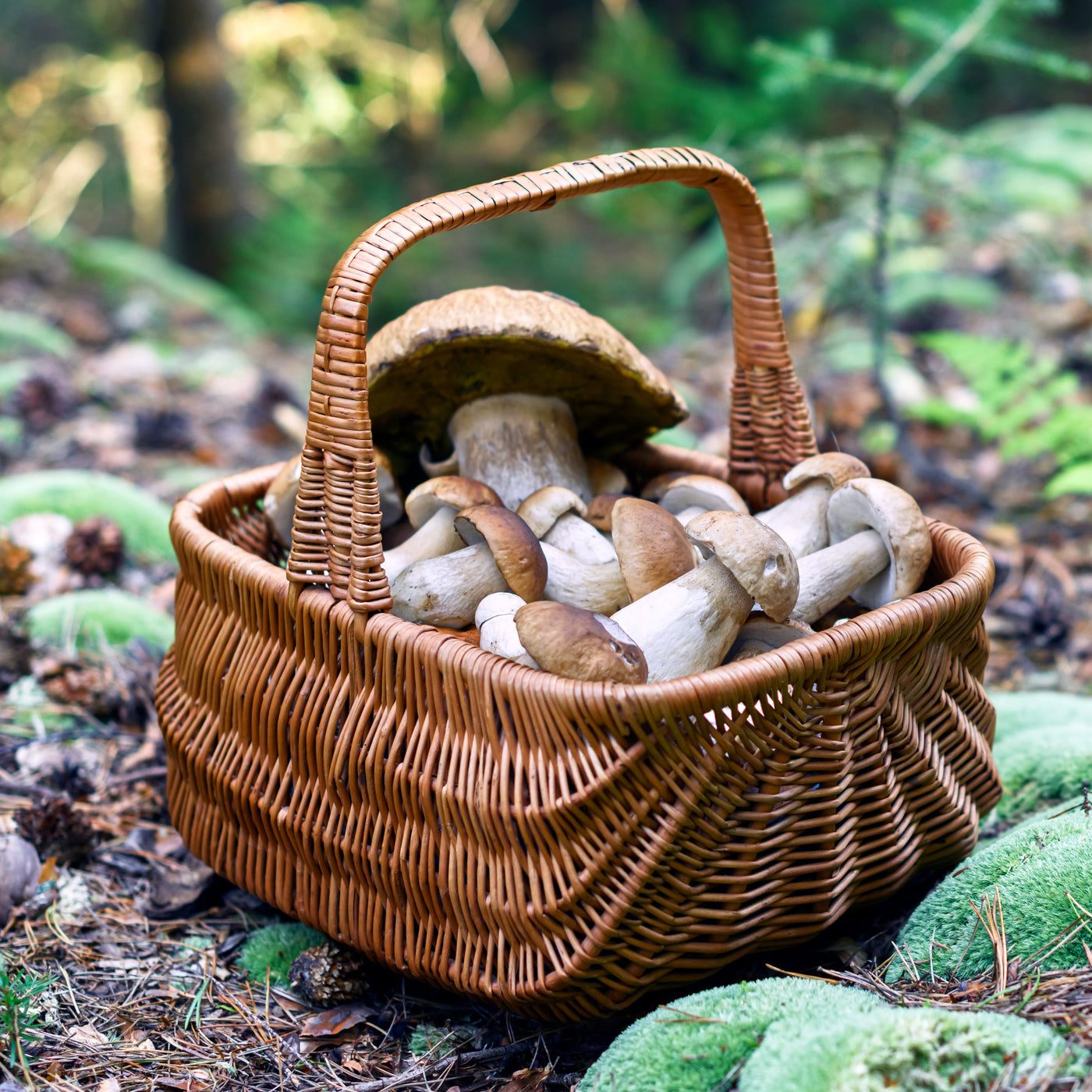 Porcini (eekhoorntjesbrood)